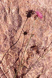 Flora Of Jordan Flora Of Jordan
